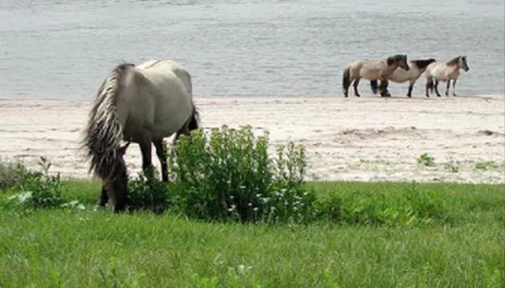 groei bloei veluwezoom1