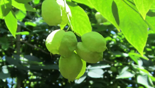 gvoly2a9ycyk0r7s0rjmuwvb7 middachten staphylea colchica 2014 07 22 13 06 03