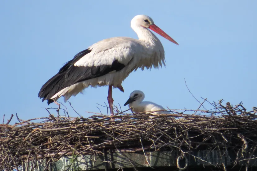 gxxcinih6oaxvwjjxg9xi2ic2 wil van zummeren