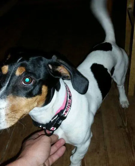 h08bgu6wkob1huuut0nibgvz6 hond2