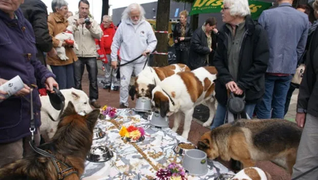 h64bl30sppy08tmb6vry1vpgu dierenbuffet