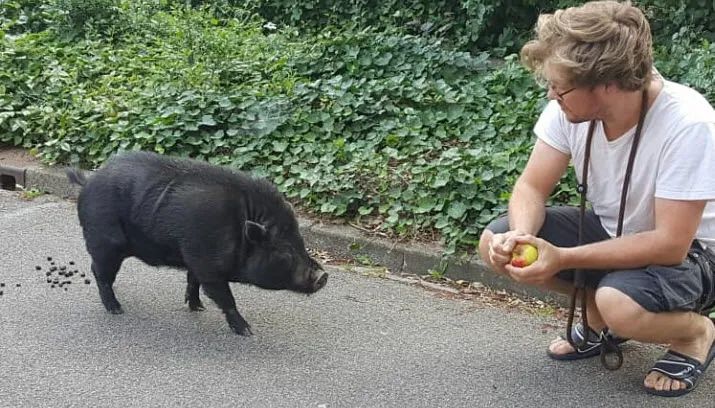 hangbuikzwijn matthijs vermeij1