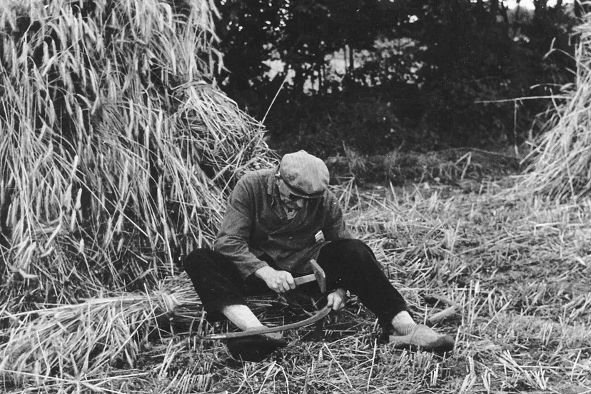 haren van zicht met strekel