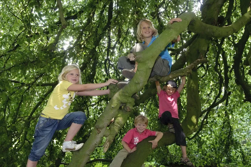 hblo8pi3dmc4hvkucjj3vh534 wilde zomer weken veluwezoomandrea denotti 2