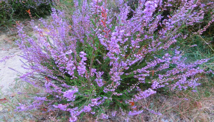 heide in bloei1