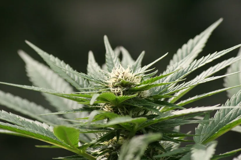 hennep van mij on fotercom