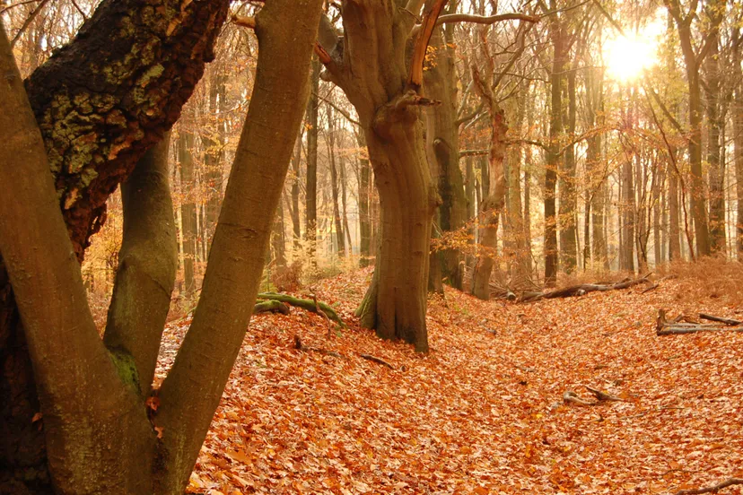 herfstwandeling karin otermann