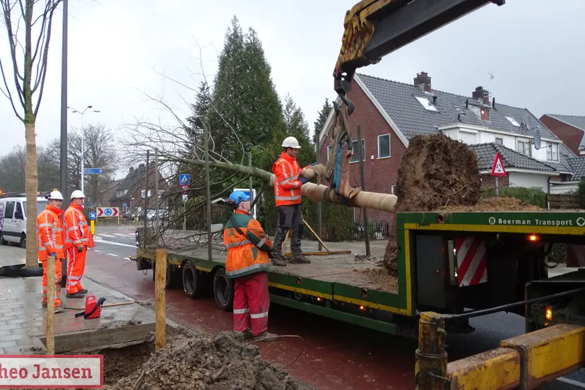 herplanten 39 lindebomen nordlaan en daalhuizerweg velp 01 2019 14