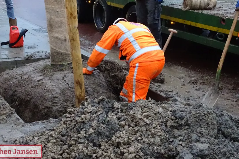 herplanten 39 lindebomen nordlaan en daalhuizerweg velp 01 2019 17