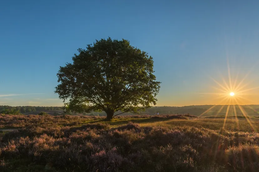 het veranderende landschap van rheden pixabay