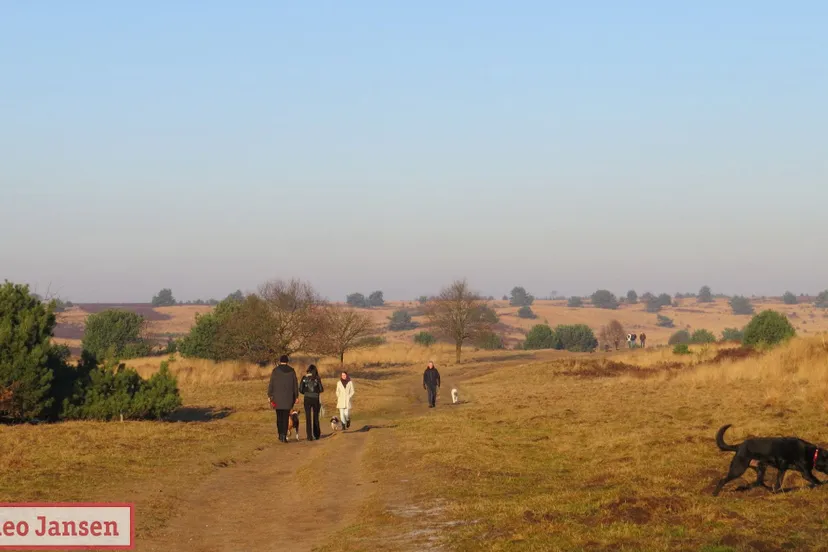 hondenlosloopgebied rozendaalse veld rhedennieuwsnl