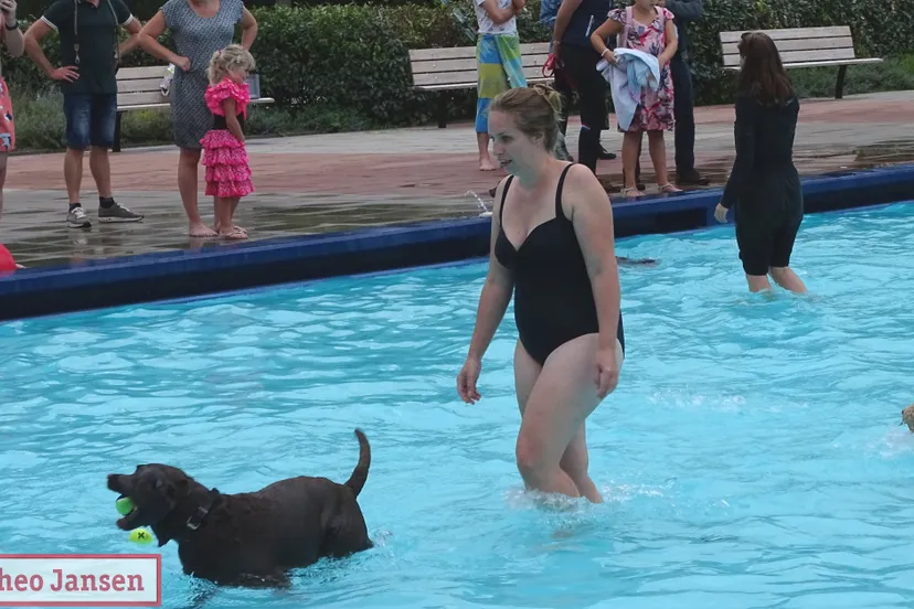 hondenzwemmen openluchtzwembad de hangmat 2019 09 15 1