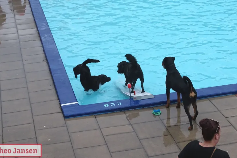 hondenzwemmen openluchtzwembad de hangmat 2019 09 15 9