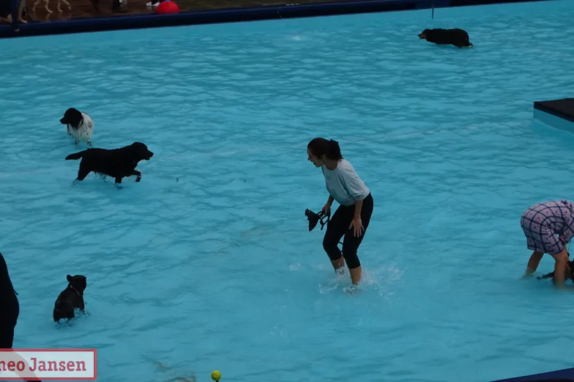 hondenzwemmen openluchtzwembad rheden 2022 1