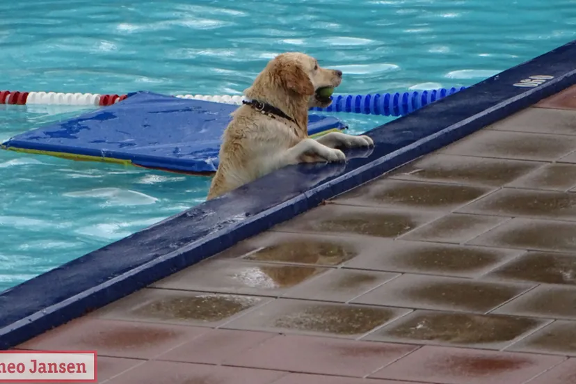 hondenzwemmen openluchtzwembad rheden 2022 11