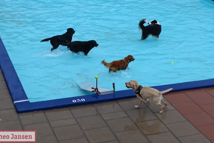 hondenzwemmen openluchtzwembad rheden 2022 6