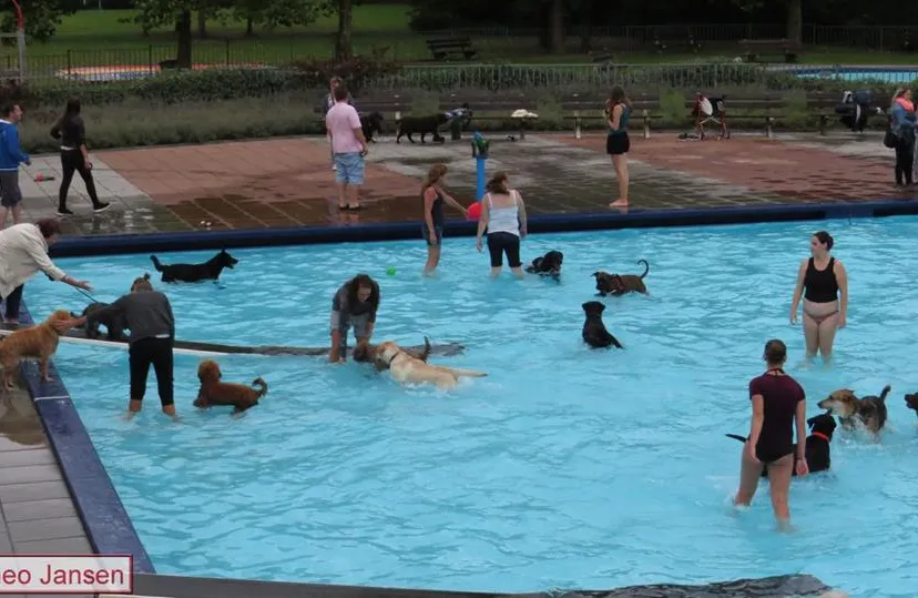 hondenzwemmen