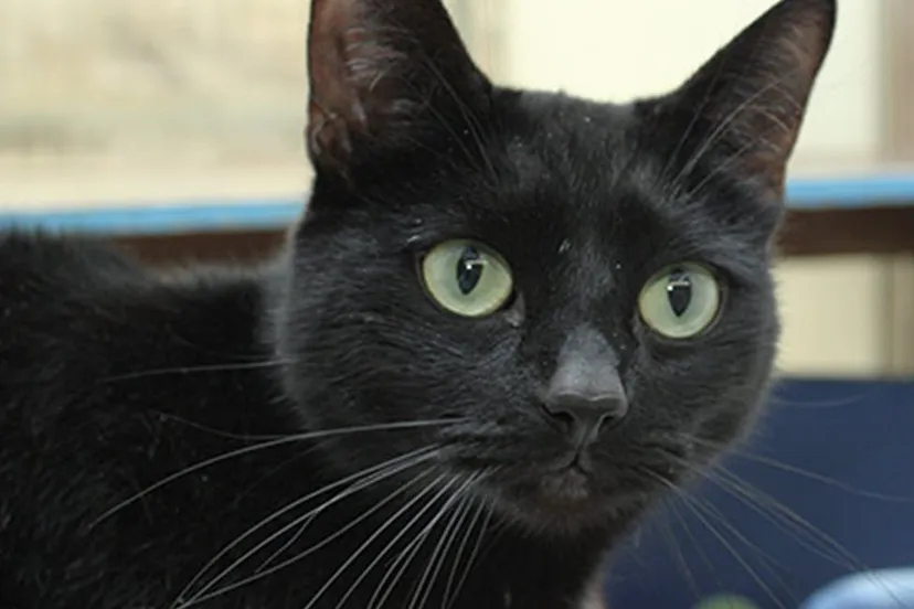 hugo dierentehuis arnhem en omstreken