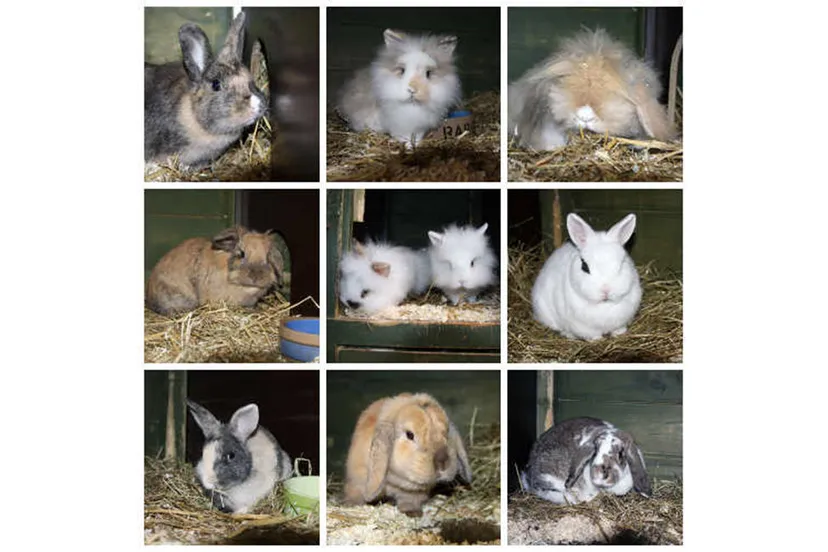 huisdier van de week dierentehuis arnhem en omstreken