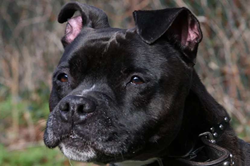 huisdier van de week dior dierentehuis arnhem en omstreken