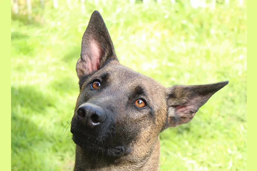huisdier van de week mina dierentehuis arnhem en omstreken