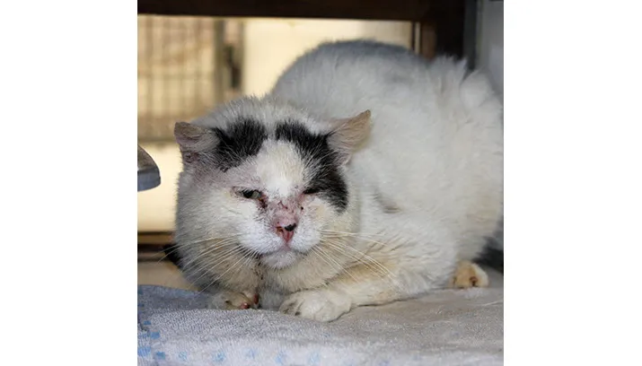 huisdier van de week muppet