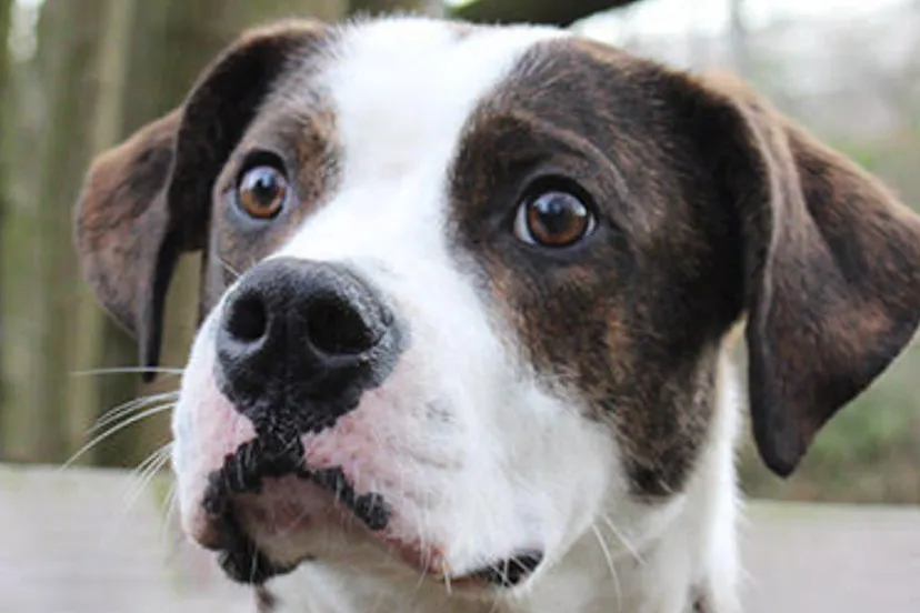 huisdier van de week pet1 dierentehuis arnhem en omstreken