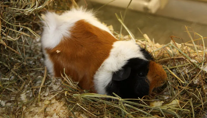 huisdier van de week punky