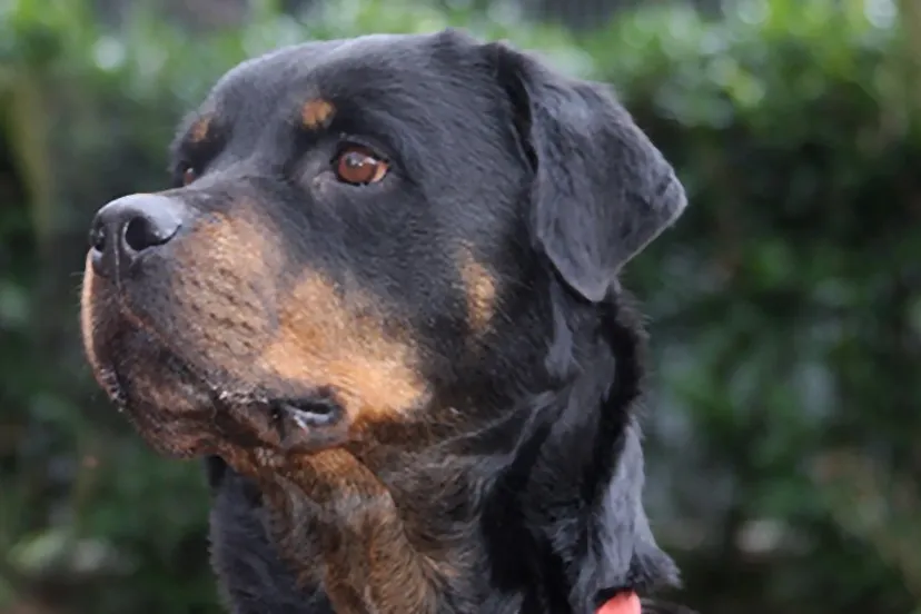 huisdier van de week tica dierentehuis arnhem en omstreken 21