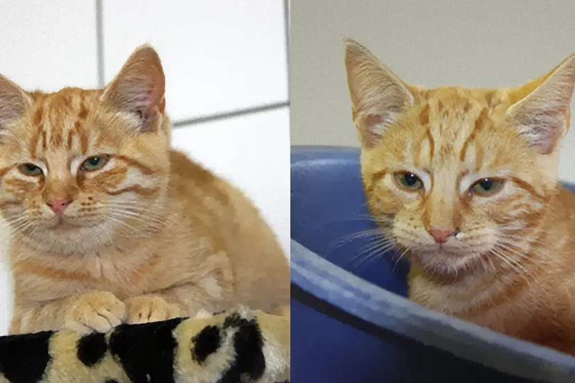 huisdier van de week1 dierentehuis arnhem en omstreken inpixio