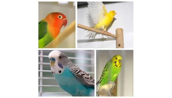 huisdier vd week flierefluiters