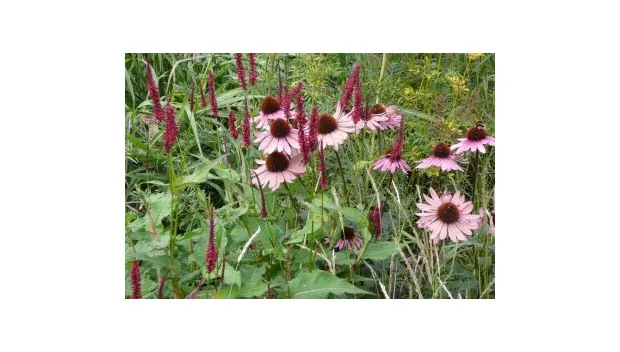 i9rmbjbm458vc2ruzdn1vwzw6 echinacea persicaria 370x246 eric meijer
