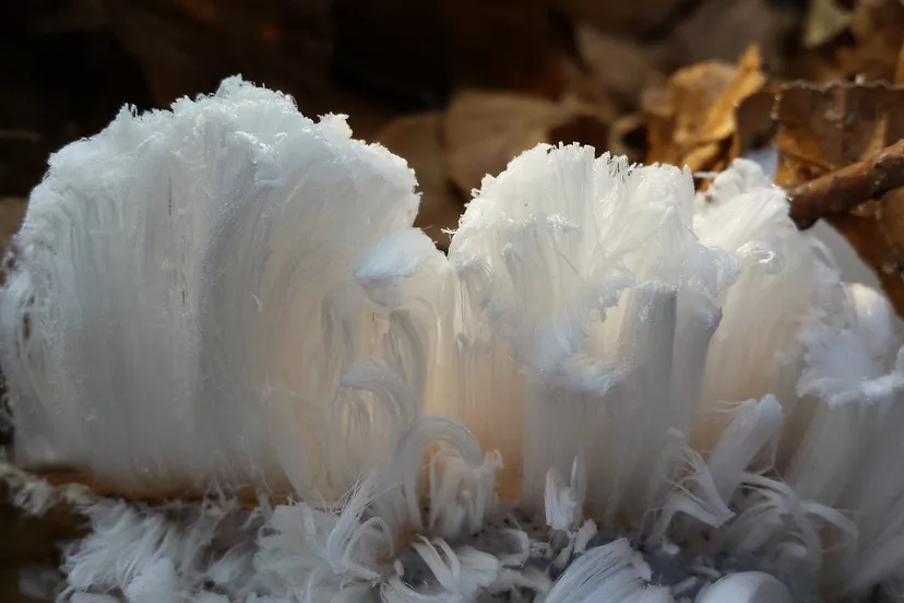 ice hair gca0e7932c 1280