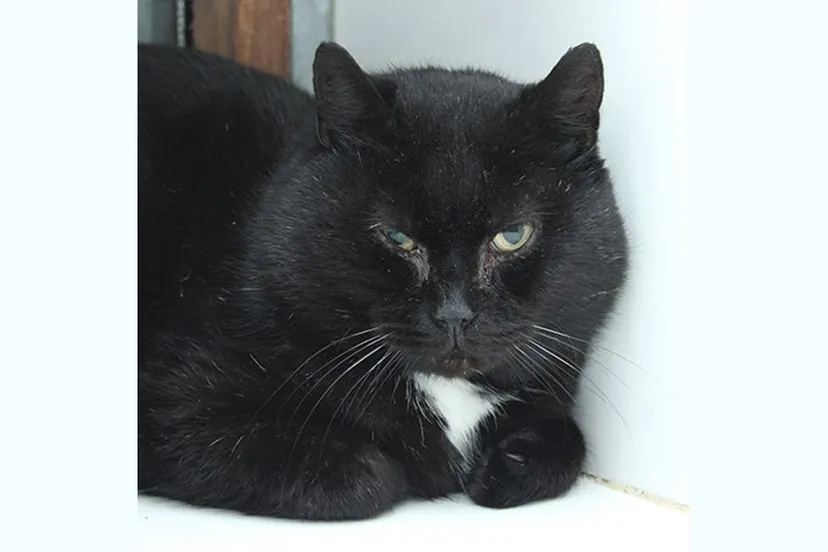 igor dierentehuis arnhem en omstreken