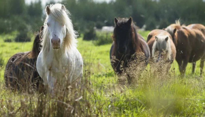 ijslandse paarden1 natuurmonumenten