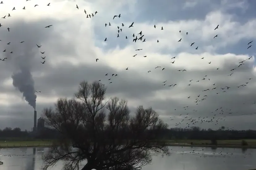 impact op ganzenpopulaties en andere vogelsoorten op voorgenomen plaatsing windmolens in velperwaarden
