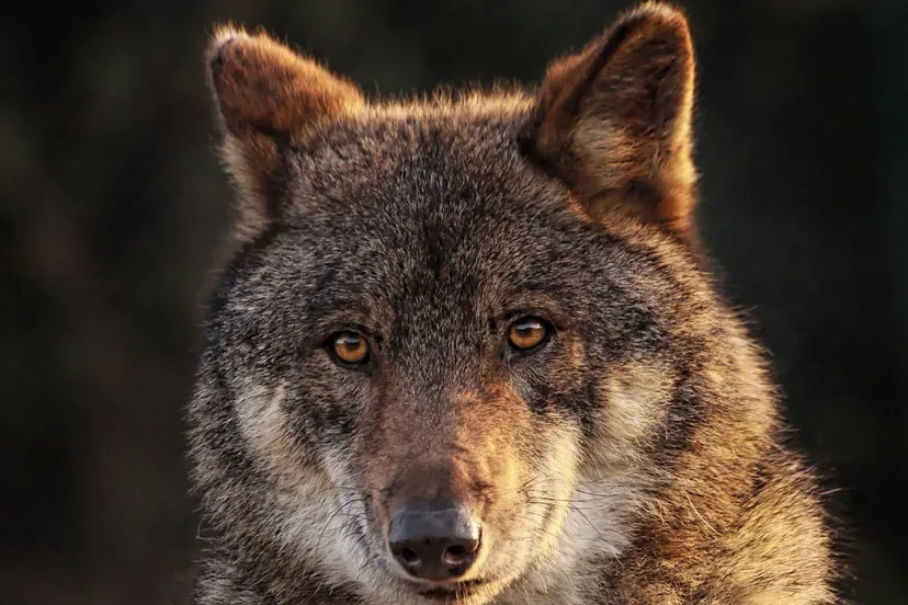 in het spoor van de wolf zoomerij dieren