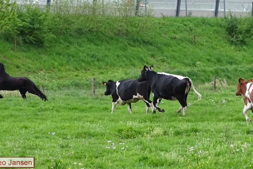 inscharing vee gerfdenweide velp 4