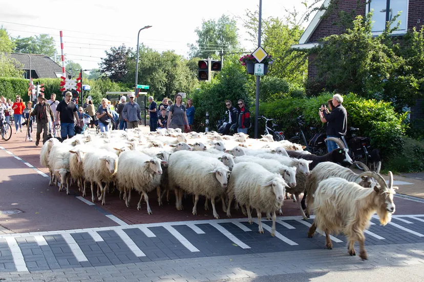 intocht schaapskudde bonte schaap festival 2022