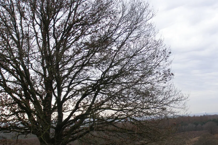 ivn boomsilhouet ivn oost veluwezoom