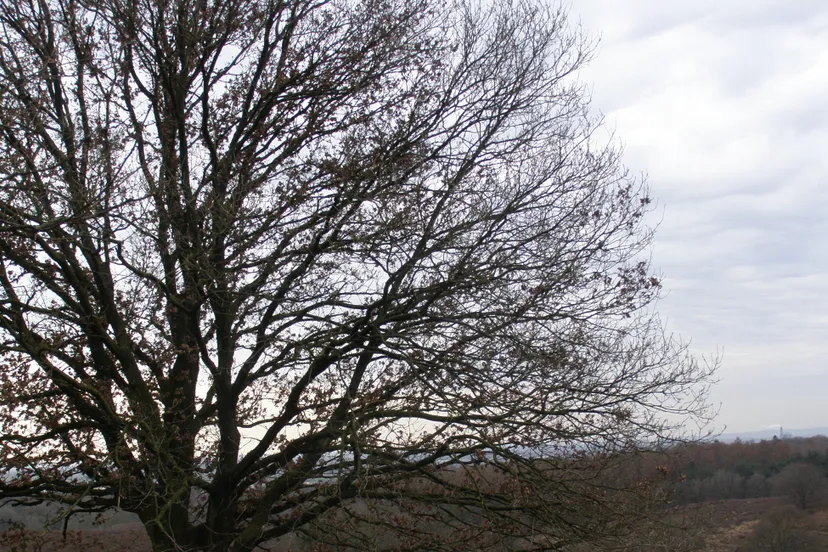 ivn boomsilhouet ivn oost veluwezoom