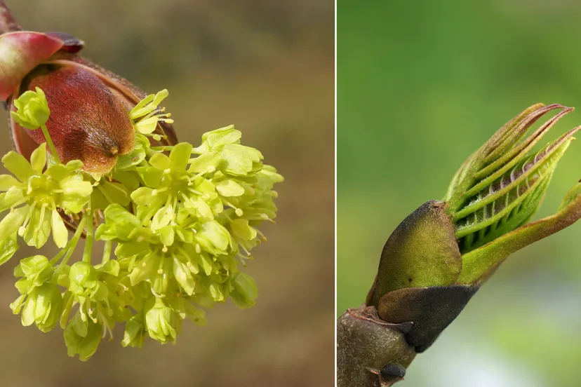ivn lentewandeling rhederoord corlne van den camp