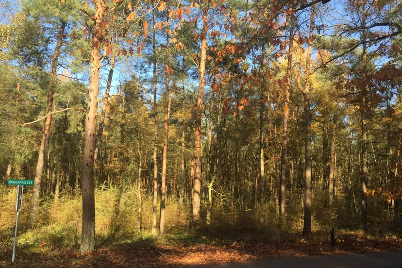 ivn wandeling de schaddeveld duinen marijke van delft 2