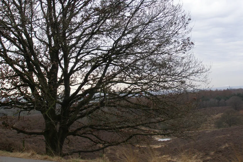 ivn wandeling rondom de zijpenberg rob timmerman