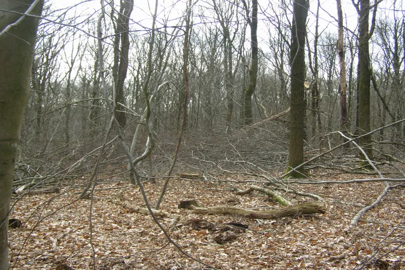 ivn wandeling stilte rob timmernan