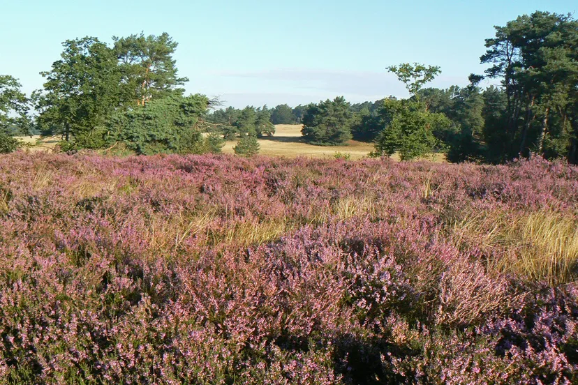ivnov bloeiende heide