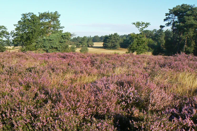 ivnov bloeiende heide