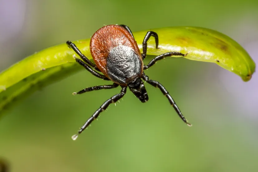 ixodes ricinus bibliotheek veluwezoom