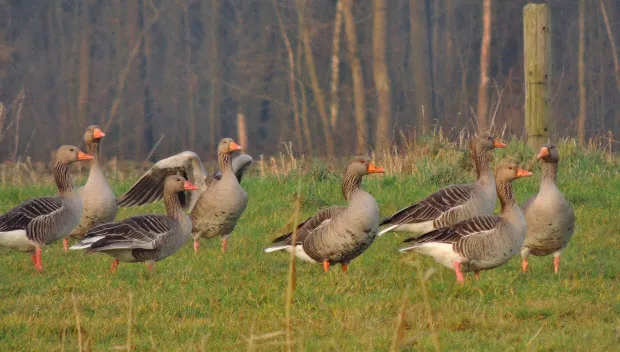 iyhl61wqx0qbkfgwuhr4r5dje ganzen