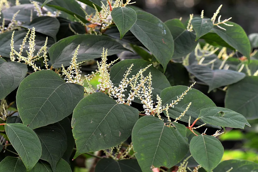 japanse duizendknoop pixabay